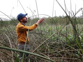 watsonville wetlands
