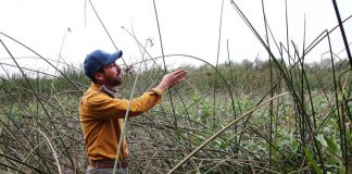 watsonville wetlands