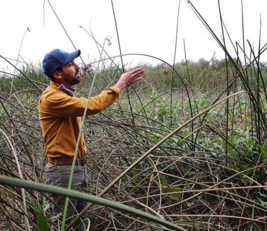 watsonville wetlands