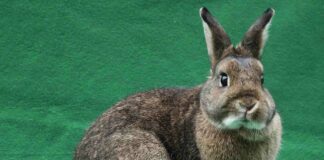 rabbit adoption Santa Cruz