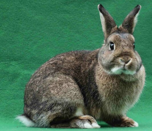 rabbit adoption Santa Cruz