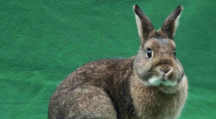 rabbit adoption Santa Cruz