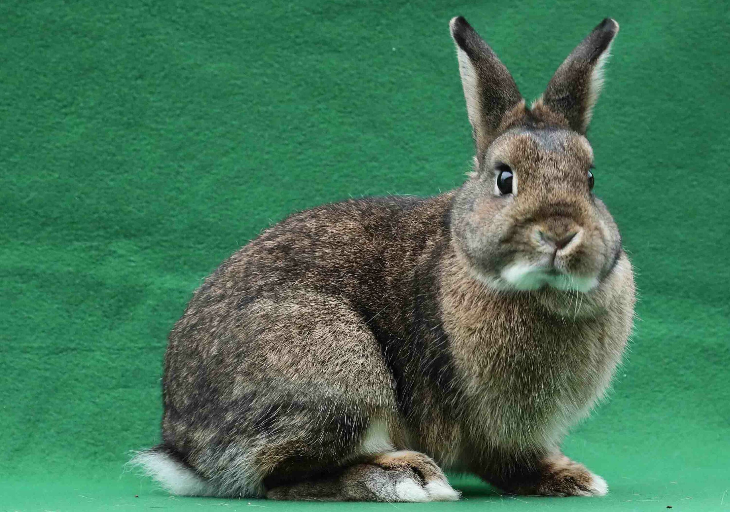 Adopt an Eastern Cottontail Rabbit