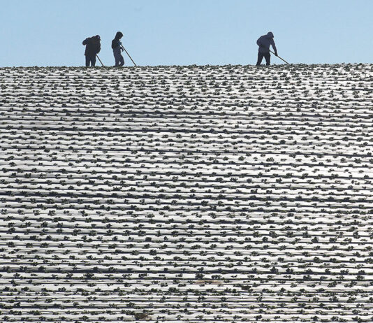 Watsonville pesticides