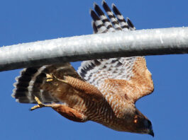 Christmas Bird Count Watsonville