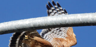 Christmas Bird Count Watsonville