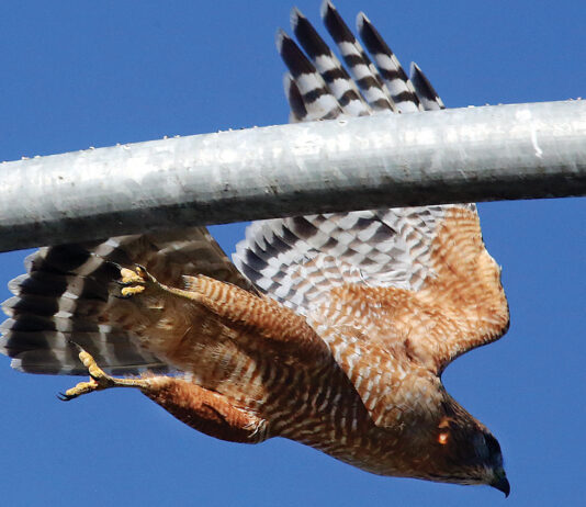 Christmas Bird Count Watsonville