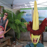 Image for display with article titled One Blossom, One Day, Huge Crowds: Corpse Flower Blooms