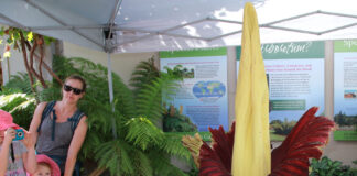 corpse flower