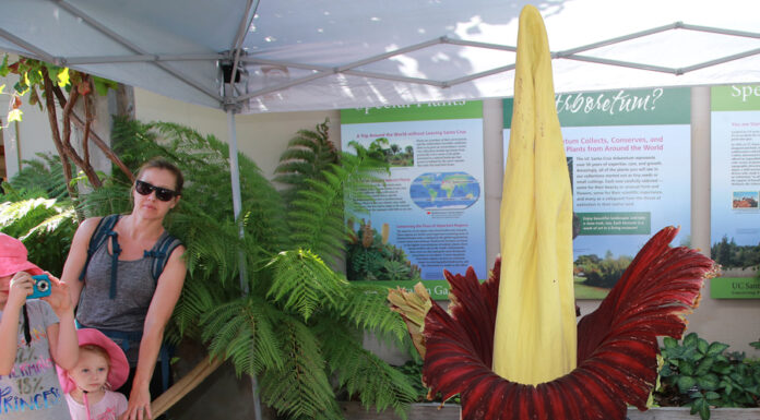 corpse flower