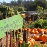 Image for display with article titled Watsonville’s Crystal Bay Farm Opens Annual Pumpkin Patch