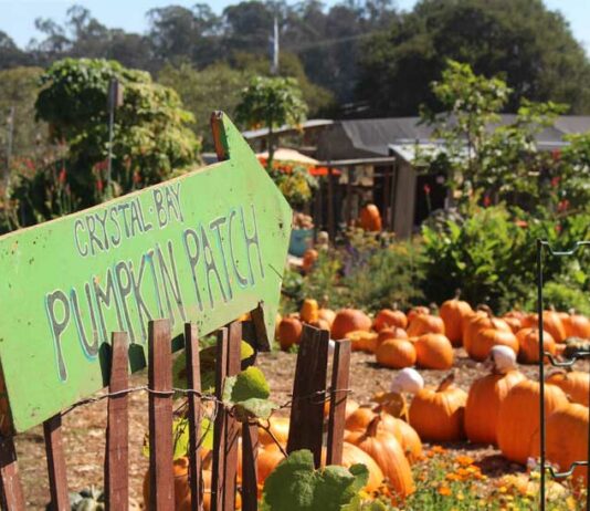 Watsonville’s Crystal Bay Farm opens annual pumpkin patch