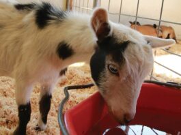 santa cruz county fair goat