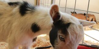 santa cruz county fair goat