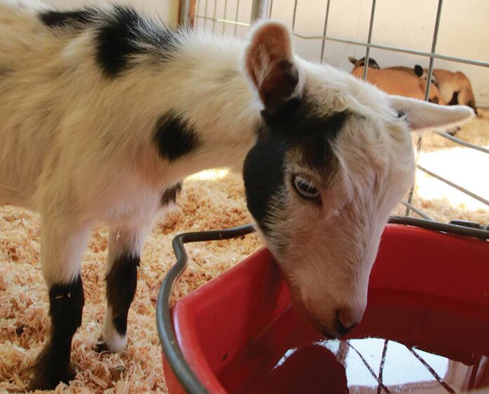 santa cruz county fair goat