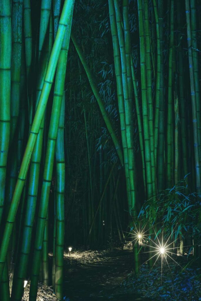 bamboo forest night