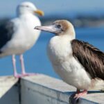 Image for display with article titled Red-Footed Booby Makes Rare Appearance in Santa Cruz