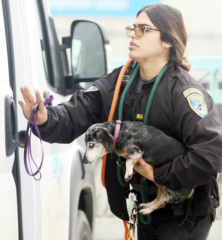 pajaro flood spca dog rescue