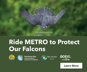 ride the santa cruz metro, bus transportation