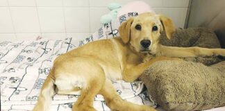 puppy animal cruelty case watsonville