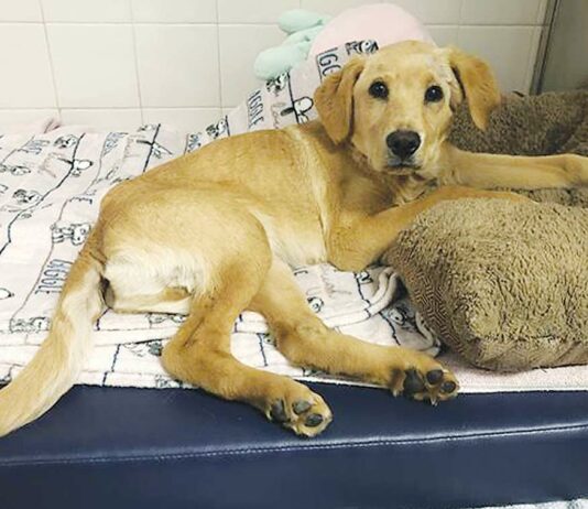 puppy animal cruelty case watsonville