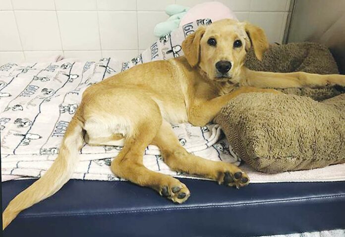 puppy animal cruelty case watsonville