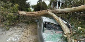 aromas road fallen tree