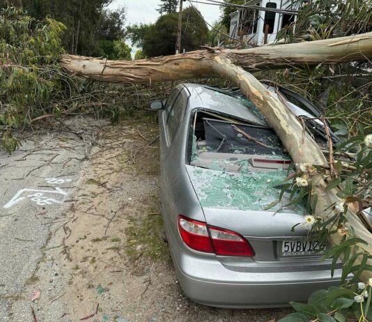 aromas road fallen tree