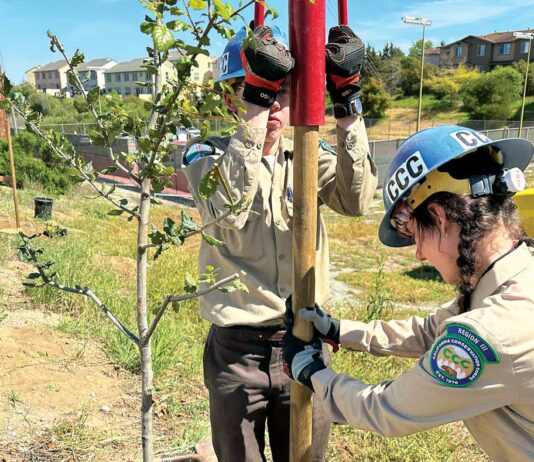 california conservation corps watsonville forest