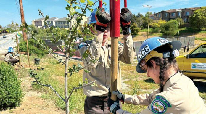 california conservation corps watsonville forest