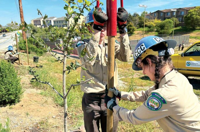 california conservation corps watsonville forest