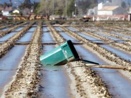 pajaro flooded agricultural field levee