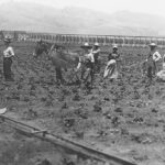 Image for display with article titled Pajaro Valley Historical Association’s annual picnic returns