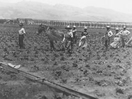 Watsonville strawberry fields Pajaro Valley Historical Association