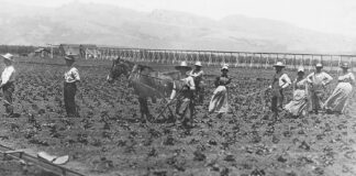 Watsonville strawberry fields Pajaro Valley Historical Association