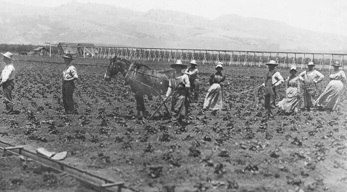 Watsonville strawberry fields Pajaro Valley Historical Association