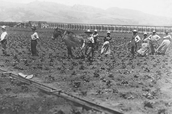 Watsonville strawberry fields Pajaro Valley Historical Association