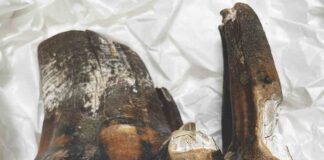 mastodon tooth