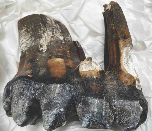mastodon tooth