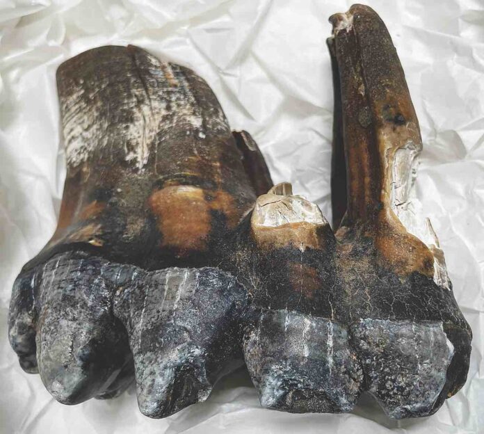 Mastodon tooth discovered on Rio Del Mar Beach - The Pajaronian