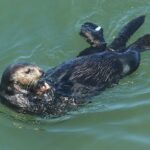 Image for display with article titled Santa Cruz otter captures national attention