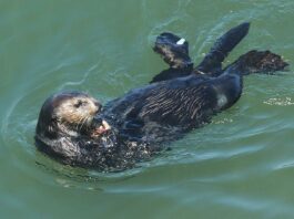 sea otter santa cruz