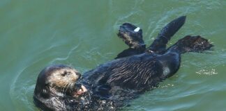 sea otter santa cruz