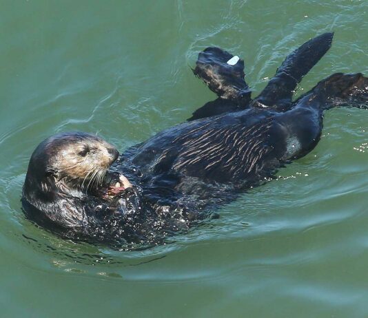 Santa Cruz otter captures national attention sea otter santa cruz