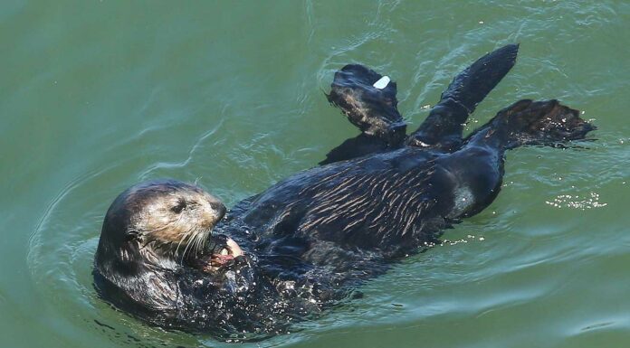 sea otter santa cruz