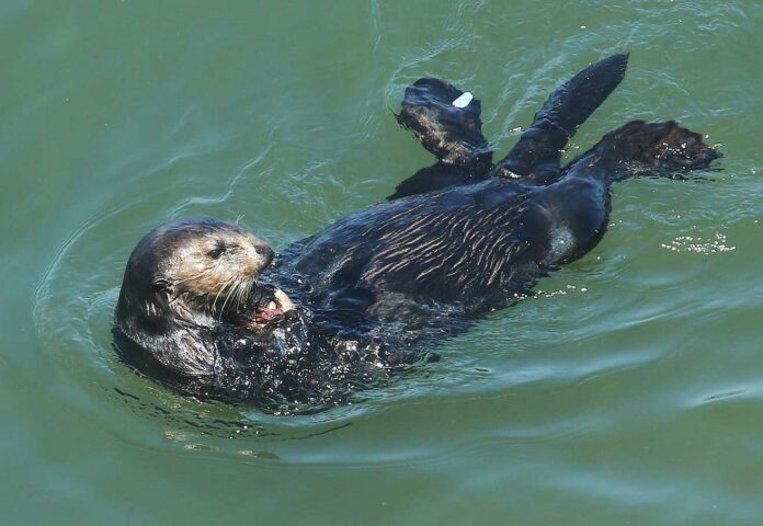 sea otter santa cruz