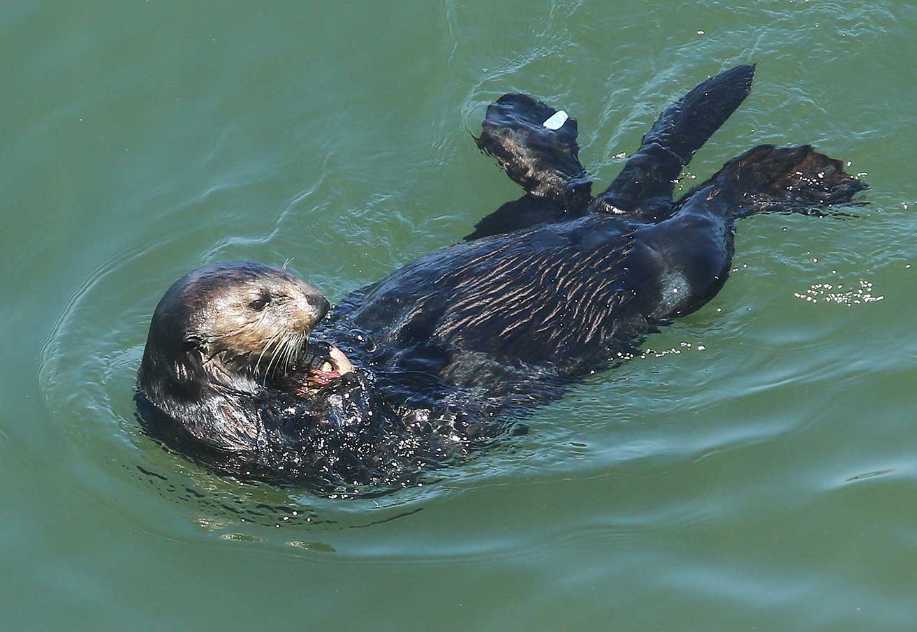 Santa Cruz otter captures national attention The Pajaronian