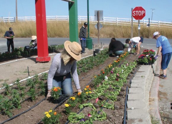 Santa Cruz County fairgrounds flower planting