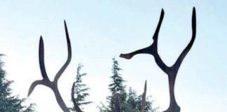 watsonville elks lodge sculpture