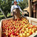 Image for display with article titled Farms to open doors to the public